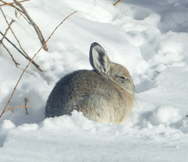 Snow bunny. Photo by Dawn Ballou, Pinedale Online.