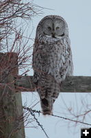 Great grey owl. Photo by Fred Pflughoft.