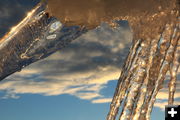 Icicle Spears. Photo by Fred Pflughoft.