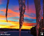 Icicle. Photo by Sharon Rauenzahn.