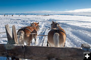 Making the rounds. Photo by Arnold Brokling.