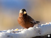 Gray-crowned Rosy Finch. Photo by Mike Lillrose.