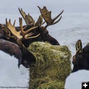 Eating hay. Photo by Dave Bell.