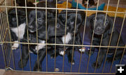 Puppies. Photo by Joy Ufford, Pinedale Roundup.
