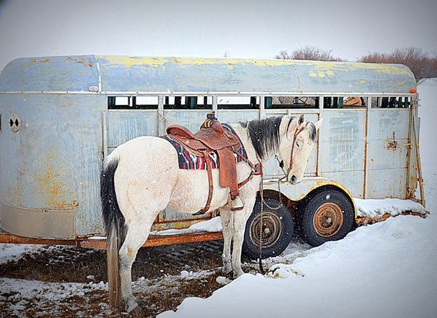 Beautiful Snoozer. Photo by Terry Allen.