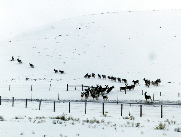 Going through the fence. Photo by Dawn Ballou, Pinedale Online.
