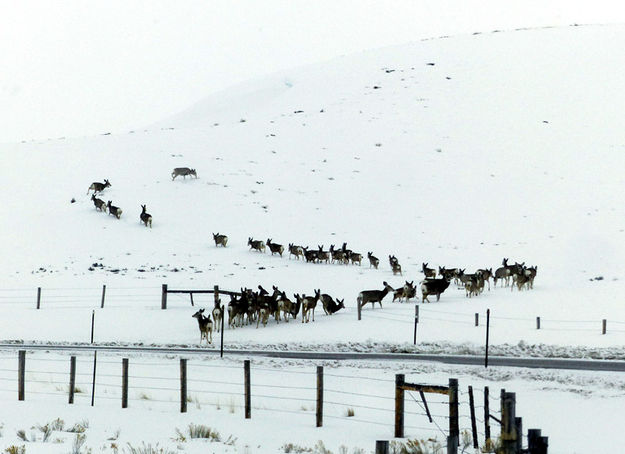 Winding up the hill. Photo by Dawn Ballou, Pinedale Online.