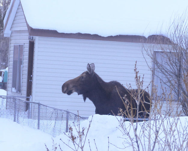 Moose out front. Photo by Pinedale Online.
