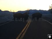 Watch for bison in the road. Photo by Larry McCullough.