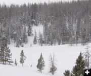 Miniature sled teams. Photo by Chris Havener, Pedigree Stage Stop Race.