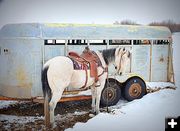 Beautiful Snoozer. Photo by Terry Allen.