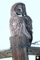 Great Grey Owl. Photo by Fred Pflughoft.