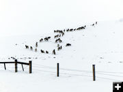 Up and over. Photo by Dawn Ballou, Pinedale Online.