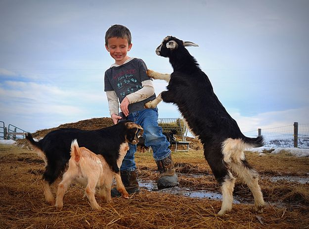 Major Goat Competition. Photo by Terry Allen.