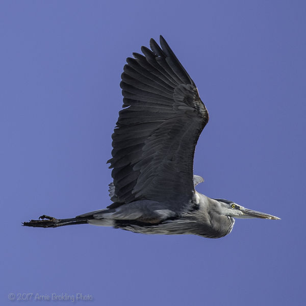 Heron. Photo by Arnold Brokling.