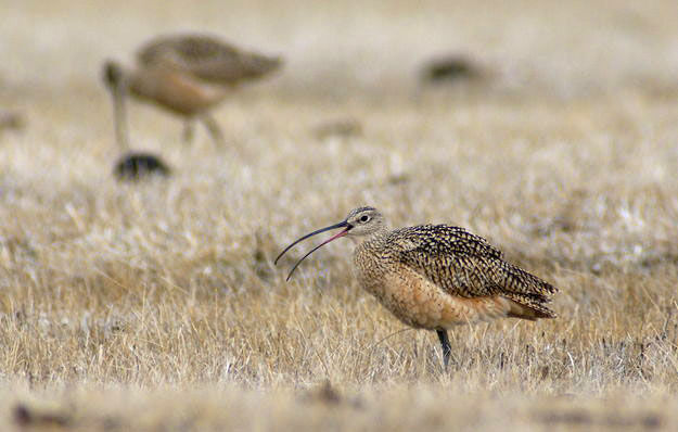 Curlew. Photo by Cat Urbigkit.