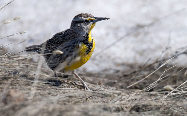 Meadowlarks are back. Photo by Arnold Brokling.