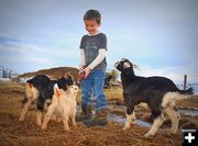 A Boy and His Goats. Photo by Terry Allen.