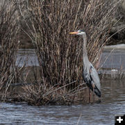 Blue heron. Photo by Arnold Brokling.