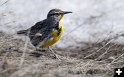 Meadowlarks are back. Photo by Arnold Brokling.