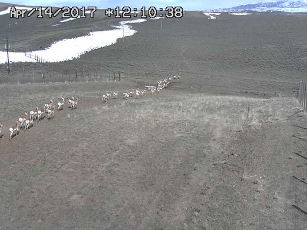 Running across. Photo by Trappers Point Wildlife Overpass webcam.