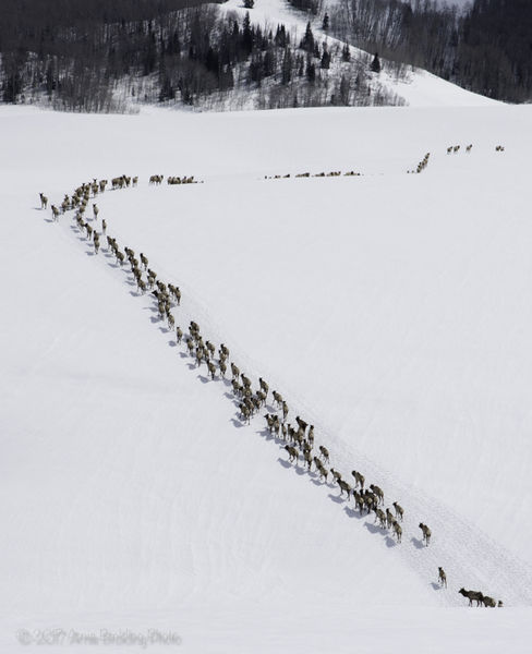 Elk. Photo by Arnold Brokling.