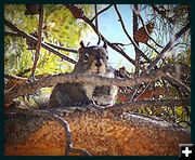 The Squirrel. Photo by Terry Allen.