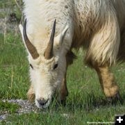 Mtn Goat. Photo by Dave Bell.