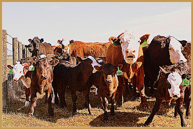 The Herd. Photo by Terry Allen.