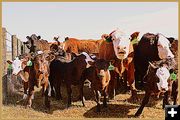 The Herd. Photo by Terry Allen.