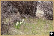 Historic Daffodils. Photo by Terry Allen.