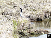 Nesting Goose. Photo by Dawn Ballou, Pinedale Online.