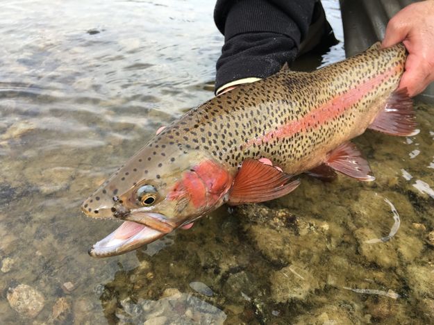 Nice fish. Photo by Two Rivers Emporium.