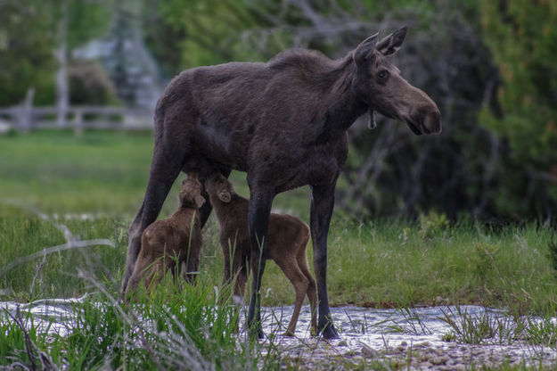 Moose and twins. Photo by David Rule.