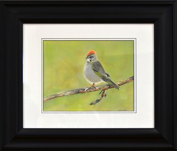 Green Tailed Towhee. Photo by Terry Allen.