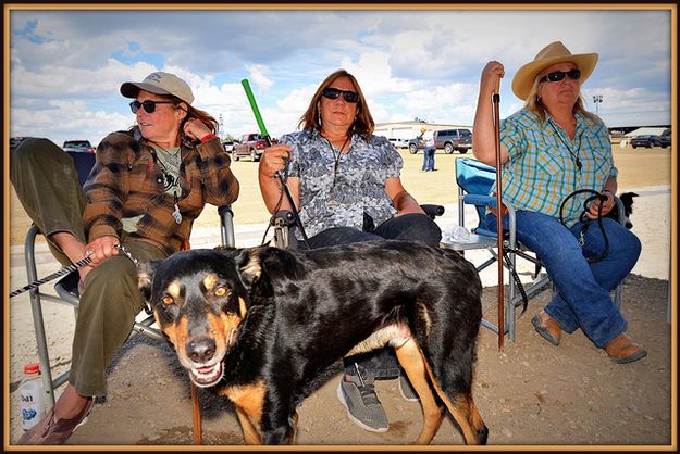 Ike the Australian Kelpie. Photo by Terry Allen.