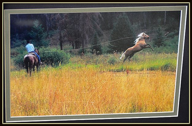 Roping a Palomino. Photo by Terry Allen.