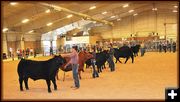 Finalists in Bred and Raised. Photo by Terry Allen.