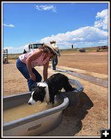 Laddie Cools Off. Photo by Terry Allen.