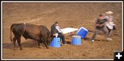 Bull Poker. Photo by Terry Allen.