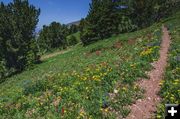 Flower lined trail. Photo by Dave Bell.