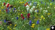 Wildflowers. Photo by Dave Bell.