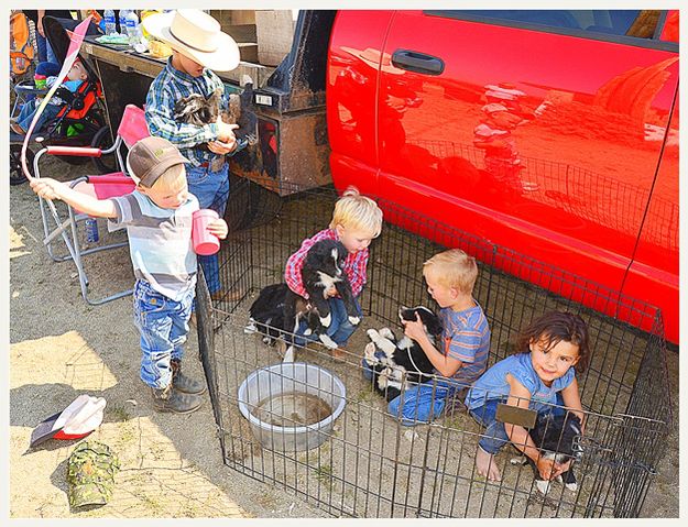 Puppies for Sale. Photo by Terry Allen.
