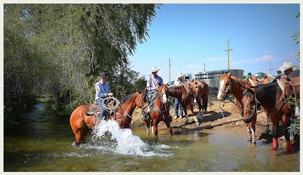 Watering the Horses. Photo by Terry Allen.
