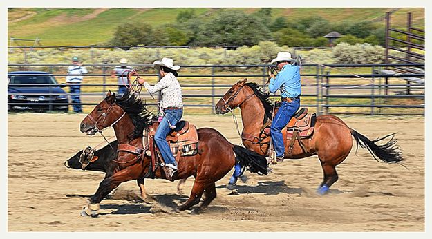 Flying Mane. Photo by Terry Allen.