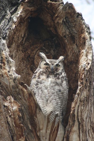 Owl. Photo by Pinedale Online.
