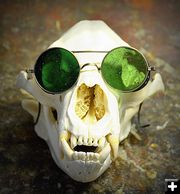 Eclipse Bear of High Country Taxidermy. Photo by Terry Allen.