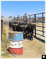Bringing the Steers In. Photo by Terry Allen.