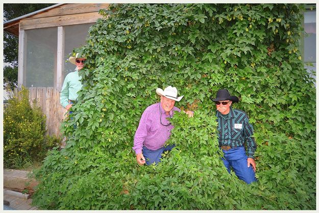 Boys in the Hops. Photo by Terry Allen.