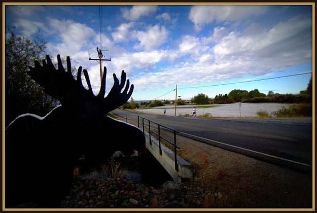 Fremont Lake Road Moose. Photo by Terry Allen.